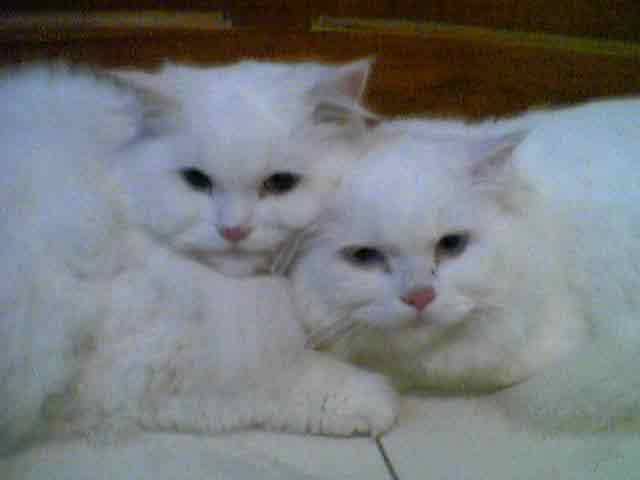 blue eyed kitty angels...Softy & Frosty - Bilal's 2 yr old babies.