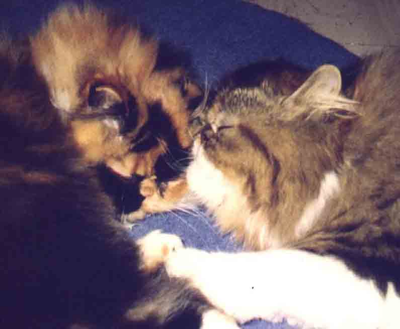 Heard of puppy love? Well, here's kitty love! Tzar & Fiona are love kitties who live in Greece with their mommy Tatiana.