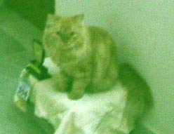 look what da cat brought in honey!