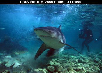 Bull shark photo � Chris Fallows