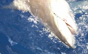 Bull shark