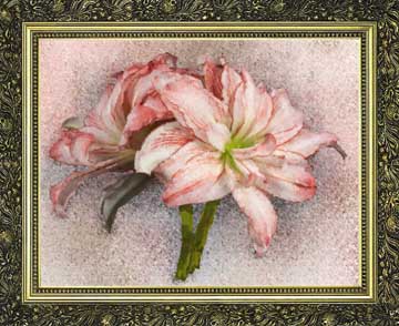Amaryllis' Dream