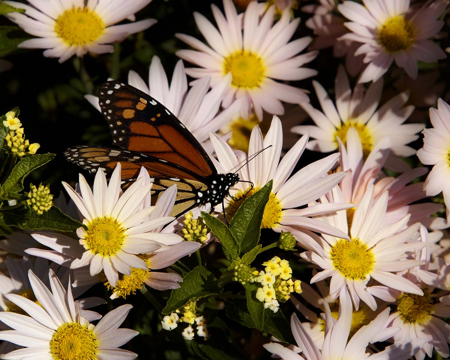 Butterfly at Monticello, Virginia