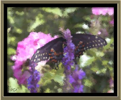 Butterfly in My Garden