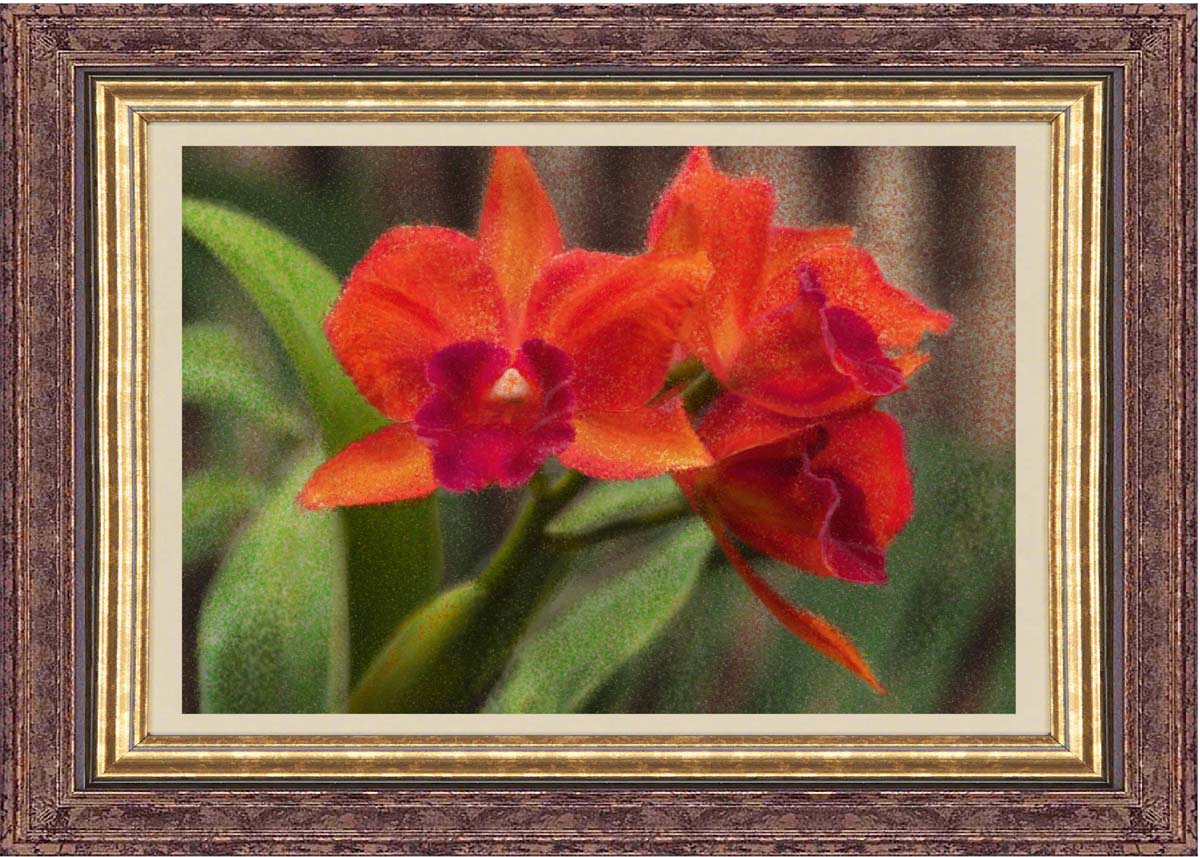 Colorful Orchids