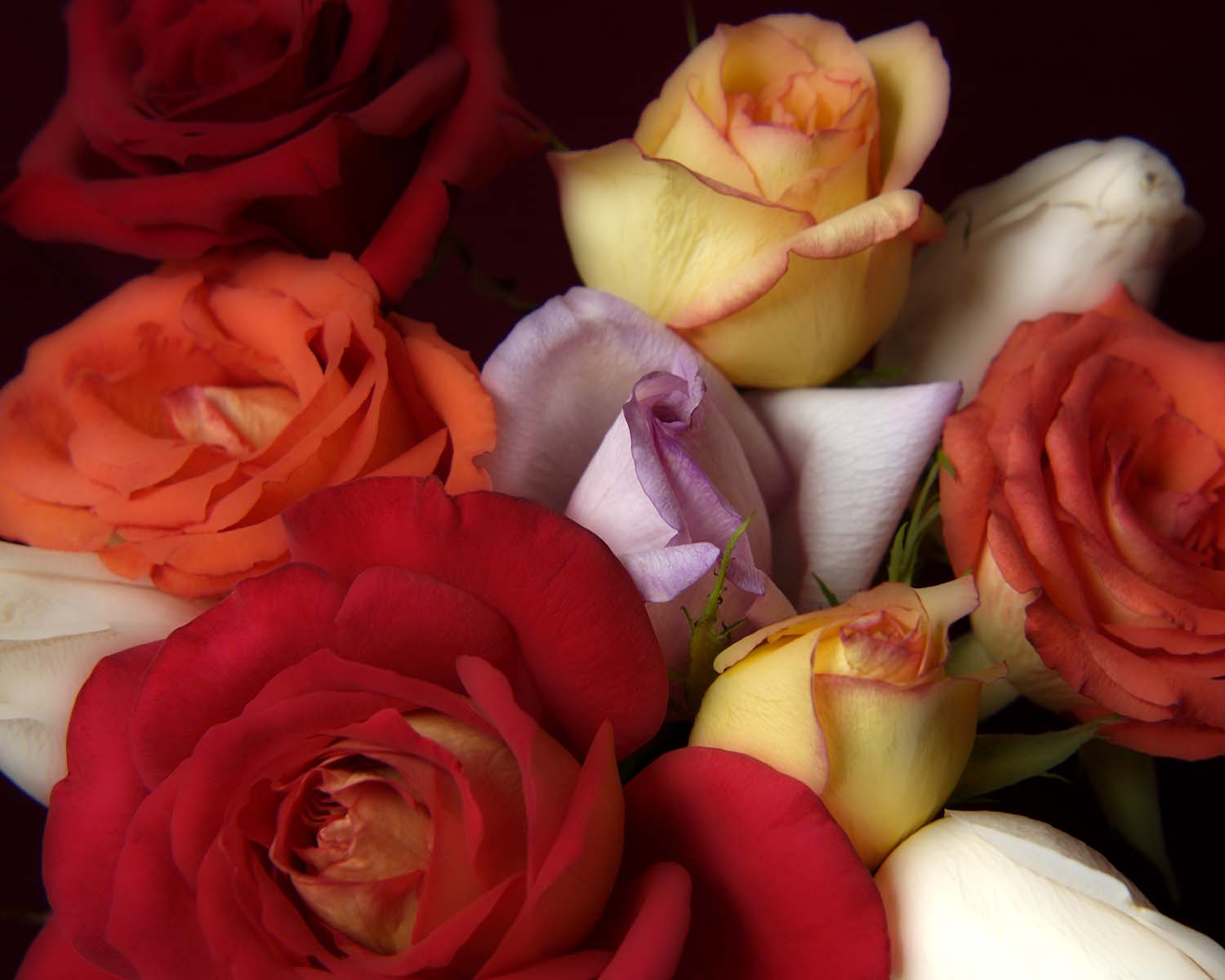 "Roses"