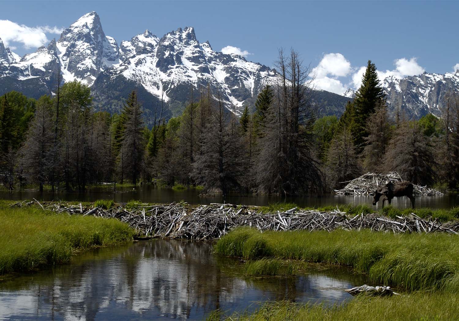 Moose at Grand Teton National Park