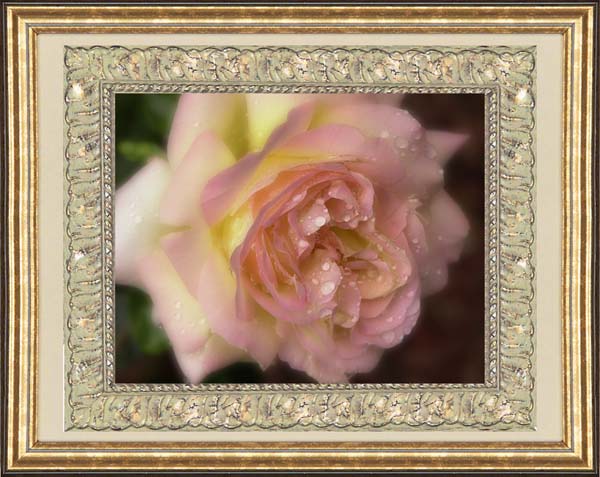Peace Rose (photograph)