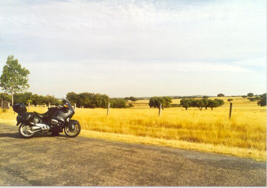Yellow grass, black trees near
Ciperez, Salamanca.