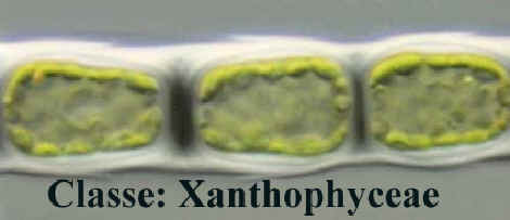 Xantof�ceas