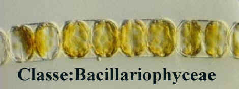 Diatom�ceas