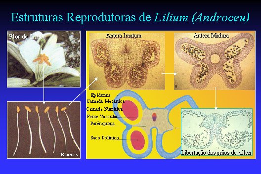 Ver Ciclo Biol�gico do Lilium