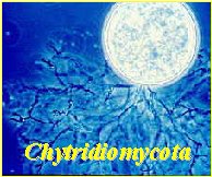 Citridiomicotas