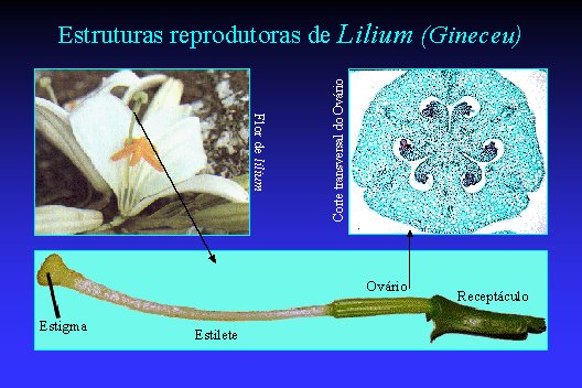 Ver Ciclo Biol�gico do Lilium