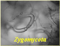 Zigomicotas