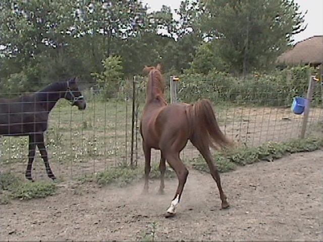 Spring 2004