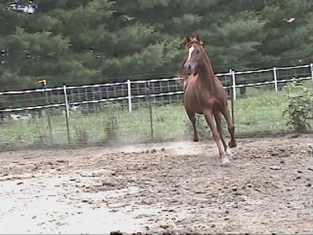 Spring 2004