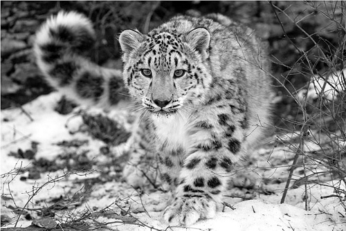 Panthera Uncia