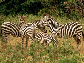 zebras