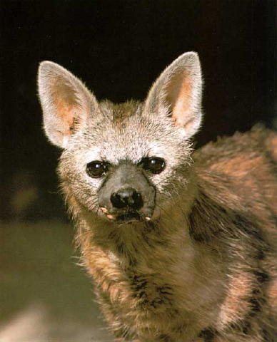 aardwolf