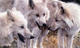 arctic wolf