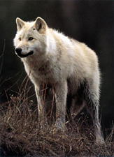 arcticwolf