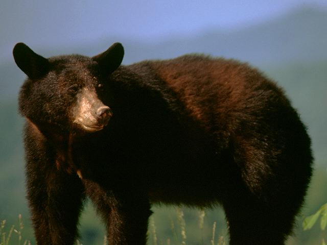bear