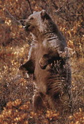 bear-grizzly1
