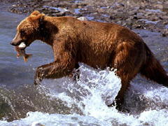 bearhunt