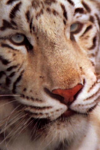 bentiger01