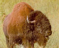 bison3