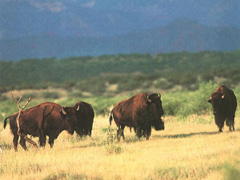 bison