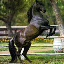 blackhorse2