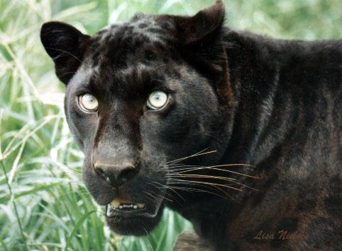 blackleopard