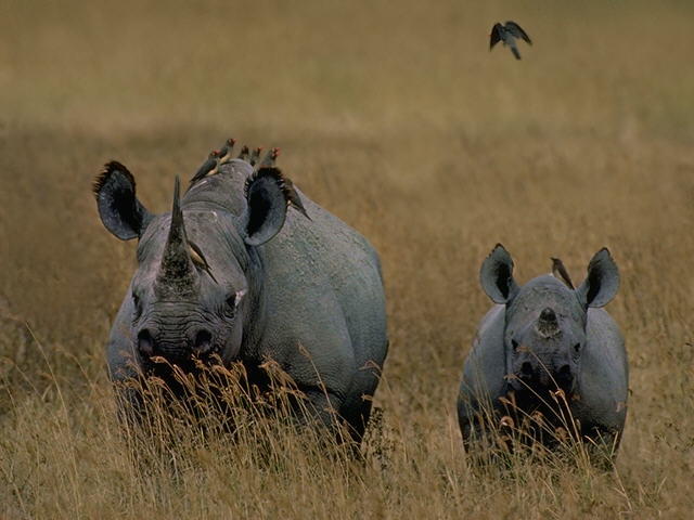 blackrhinocer