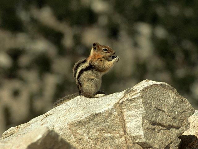 chipmonk