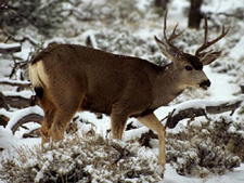 deer