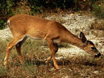 doe