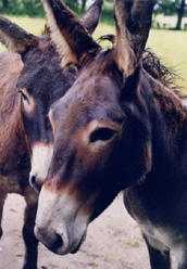 donkey