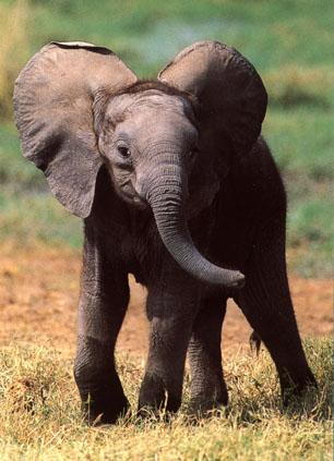 elephbaby
