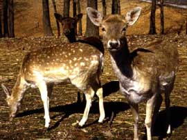 fawns