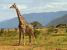 giraff