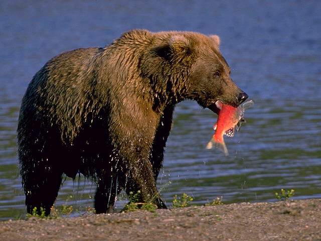 grizzlybear2