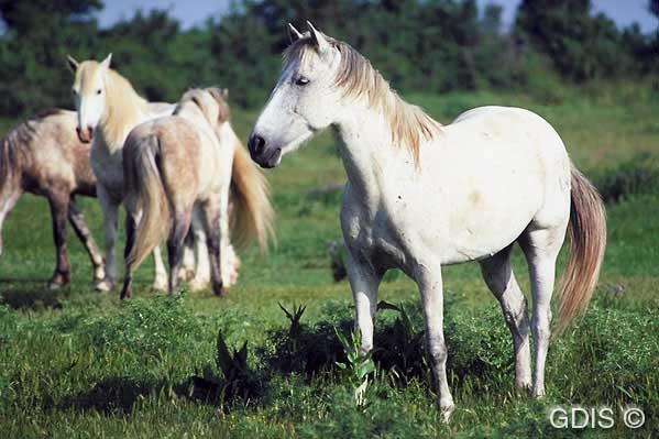 horses2