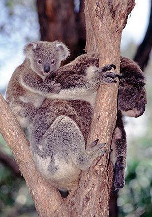 koalax