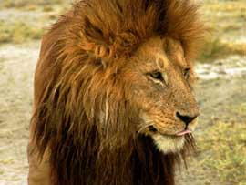 lionhead