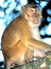 monkey