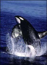 orca1