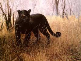 pantherleopard1