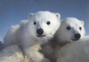 polarbear01